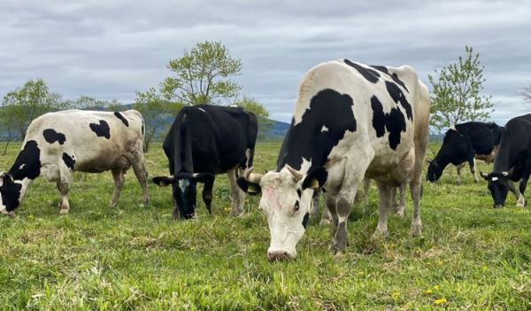 Преимущества пастбищного выпаса КРС – здоровье и продуктивность!